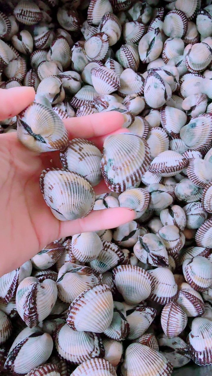 ងាវសំបកស្តេីង